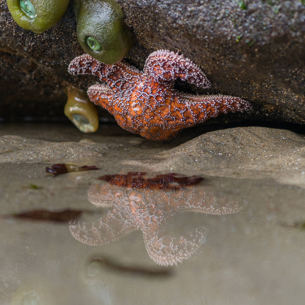 starfish